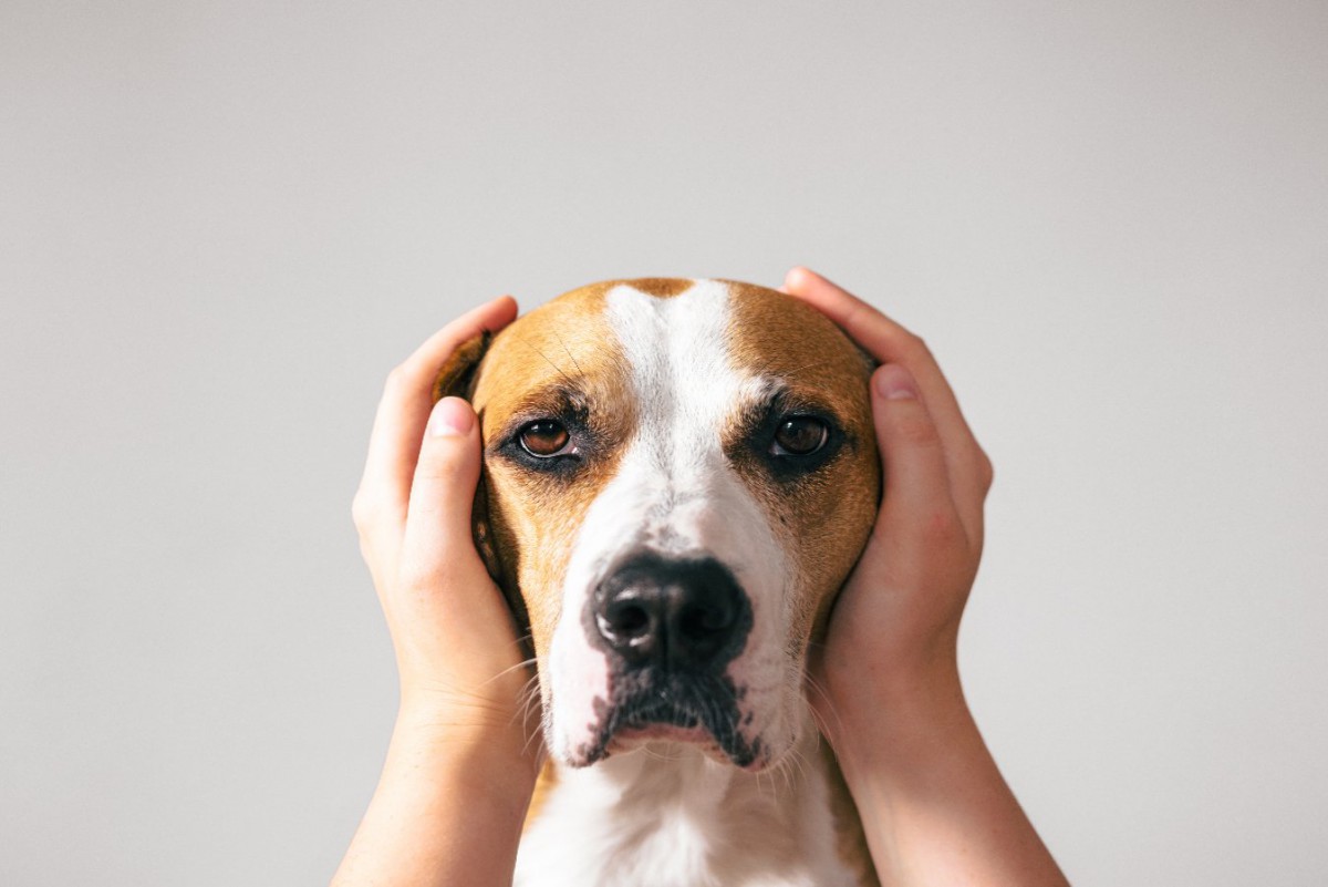 愛犬を不幸にしてしまう『４つのこと』