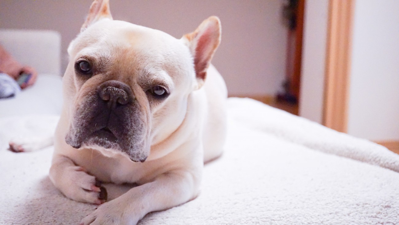 『お金がたくさん必要な犬種』５選　どのようなことに費用がかかるの？犬を飼う前に知っておくべきことまで