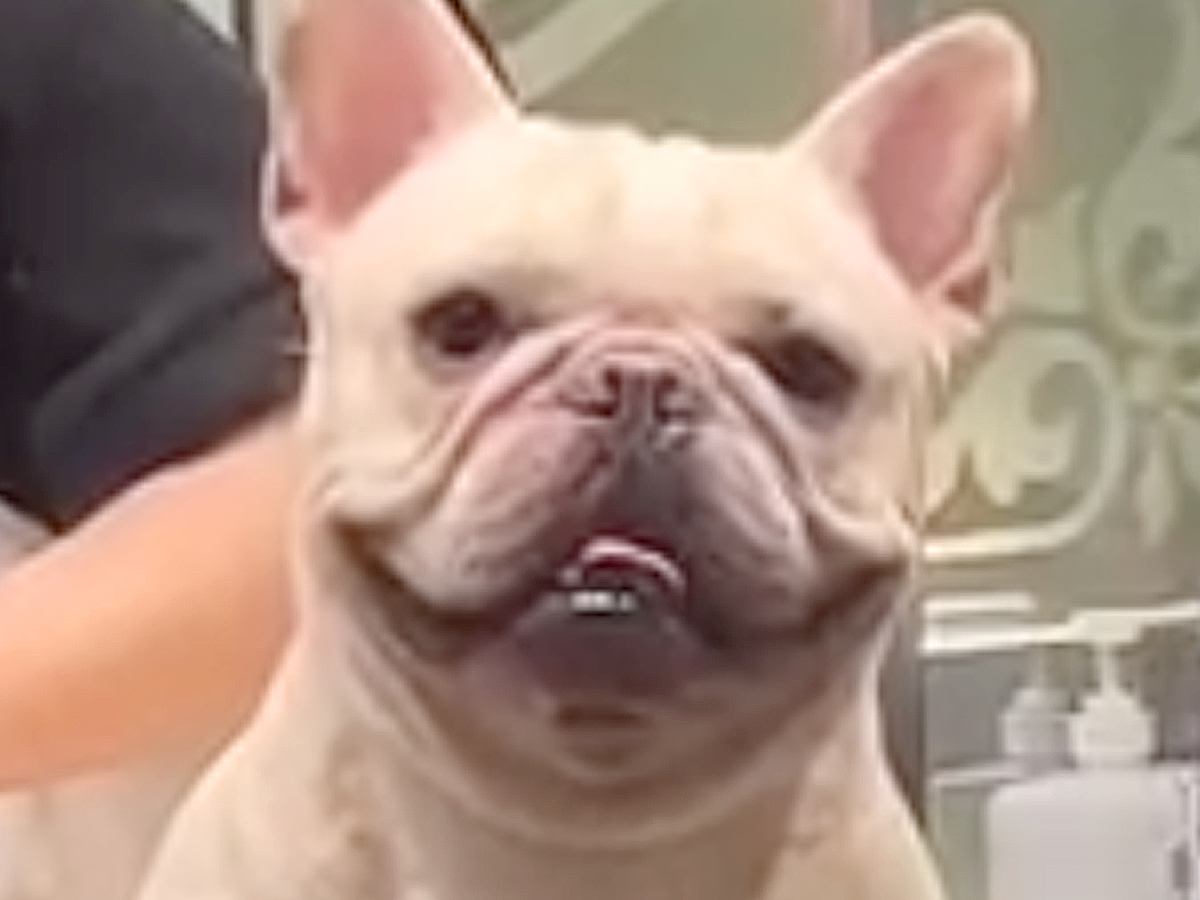 トリミング中の犬→隠れて覗き見をした結果…想定外だったポーズと愛おしい光景が14万再生「笑ったｗ」「たまらない可愛さ」と絶賛の声
