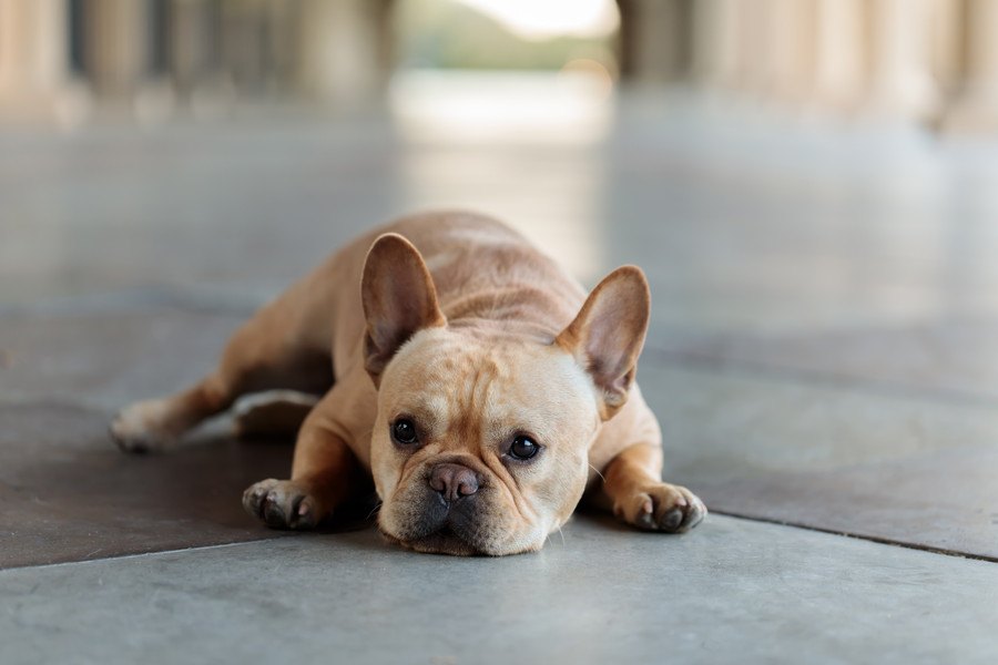 犬が物や壁にぶつかる時に考えられる原因３つ