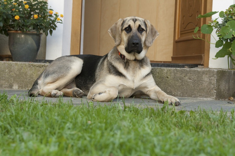 犬が飼い主以外に懐いてくれない３つの理由と対処法