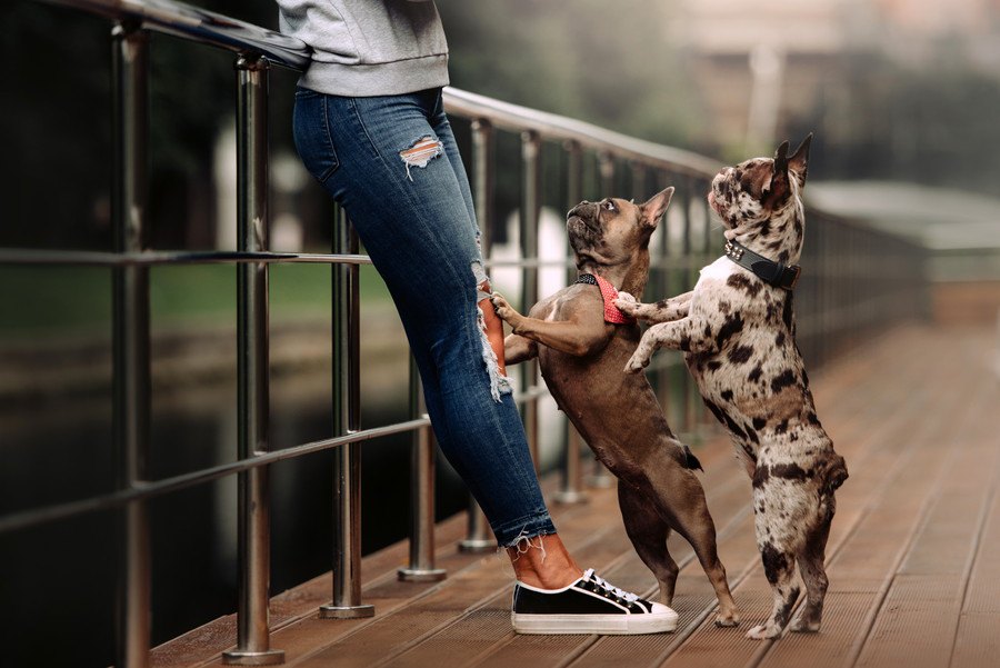 犬が飼い主の足に体をぶつけてくる心理３選