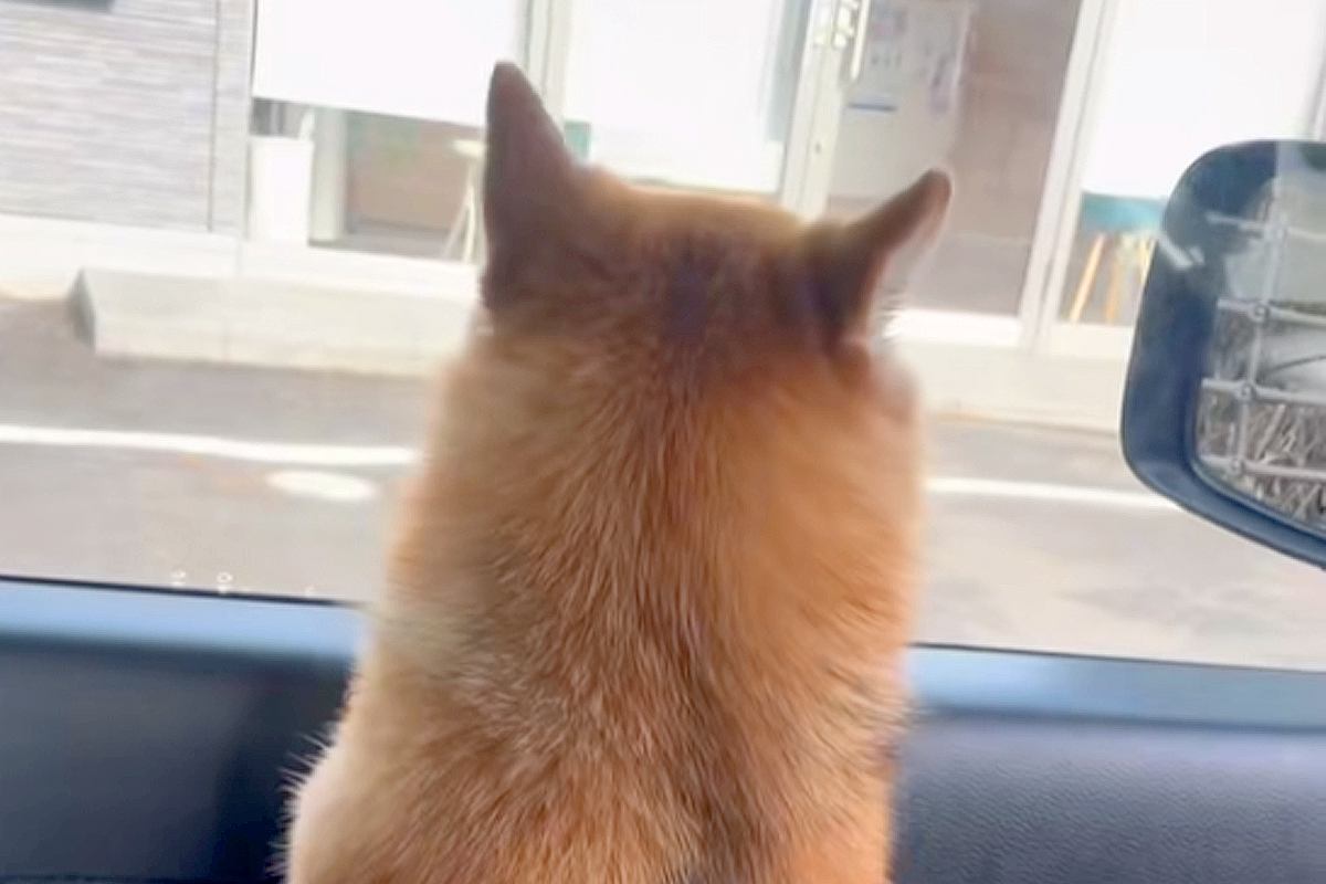 『病院いくよ』お出かけできると勘違いしている犬→車で病院についた瞬間…『文句を言いまくる光景』が10万再生「落差がｗｗ」「頑張った」