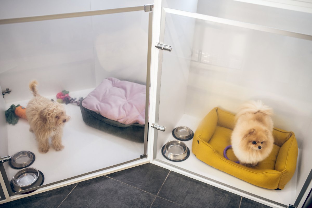 犬が『ペットホテル』に預けられたときの心理とは？ストレスを感じている？