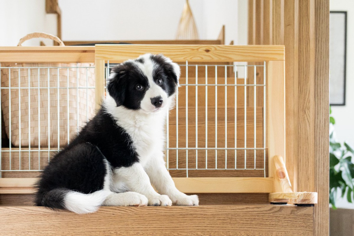 犬は室内で放し飼いすべき？ケージに入れておいた方がいいの？