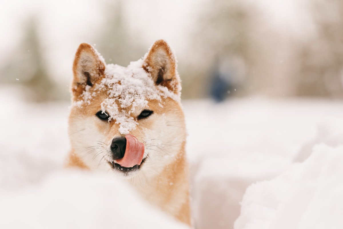 犬の冬の散歩、何に注意すればいい？３つのポイントと愛犬にすべき防寒対策とは？ 