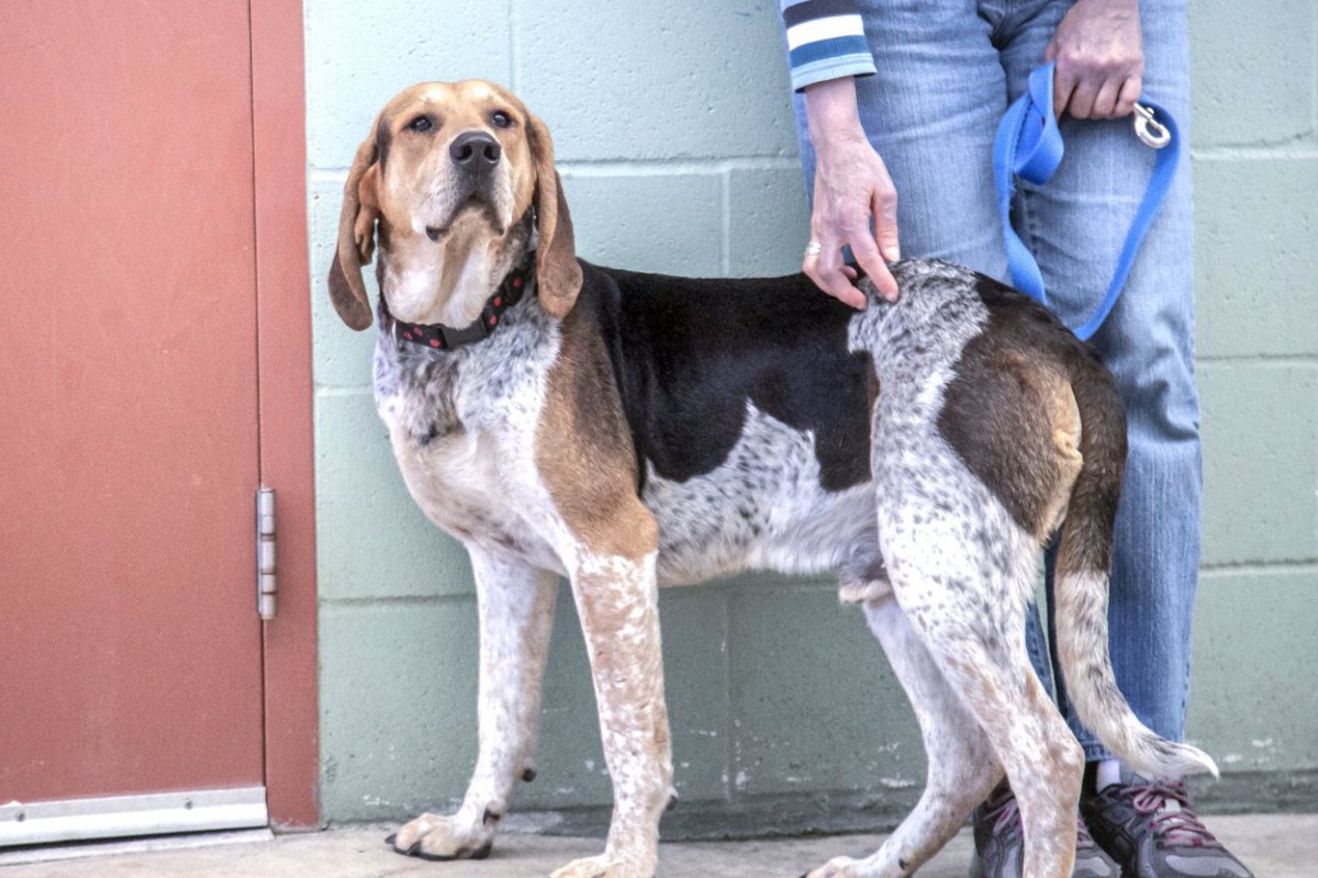 犬が人の足に体を『擦ってくる』4つの心理