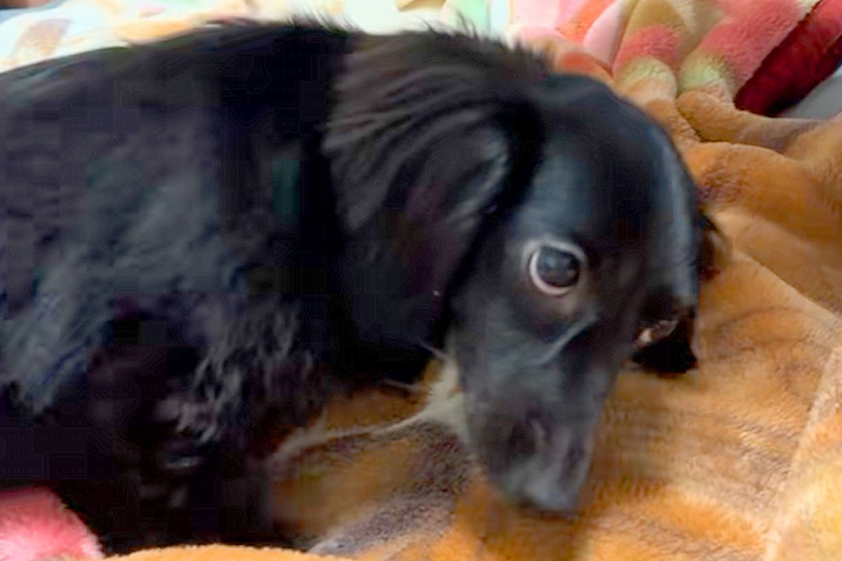 ママの言うこと聞かずにケンカをする2匹の犬→パパの足音が聞こえた瞬間…あからさまな『態度の違い』に爆笑「ボス犬来た時の反応と一緒で草」
