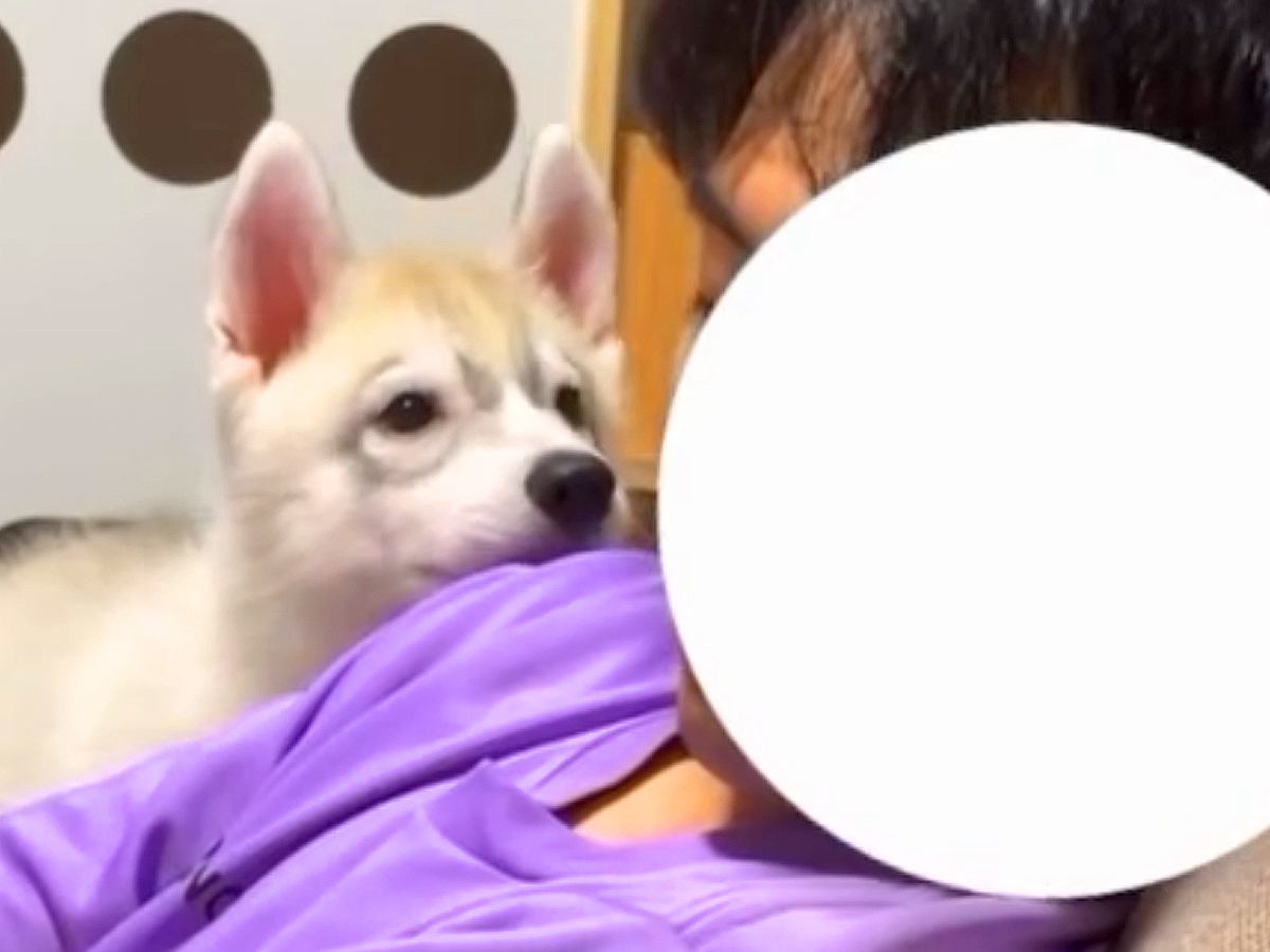 座椅子でウトウトしているパパ→構ってほしい『大型犬の赤ちゃん』が…我慢できなくて見せた『尊すぎる行動』に「秒で起きる」「羨ましい」と反響