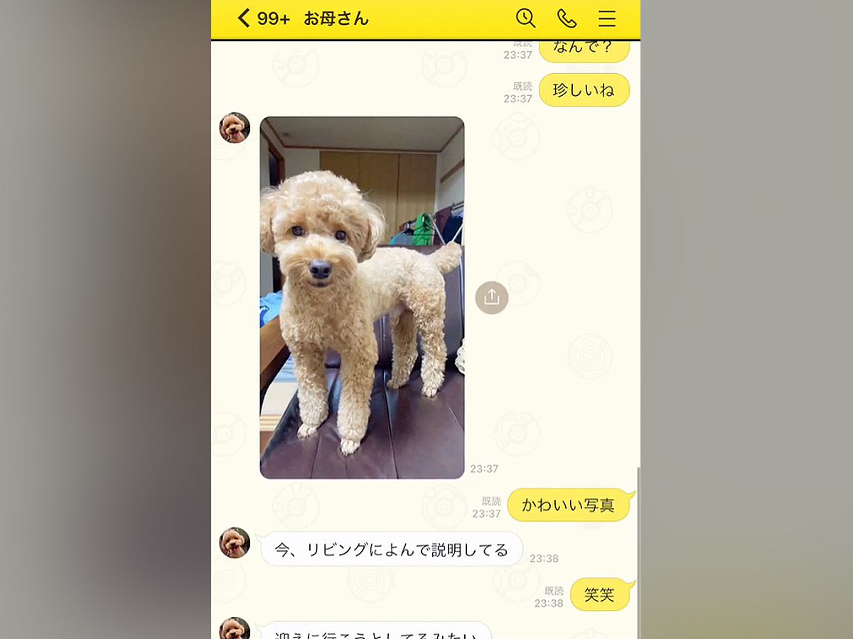 夜勤中、母がLINEで『犬の写真』を送ってきてたので『今日は帰らないよ』と伝えた結果…『まさかの表情』が22万再生「すぐ帰りたくなる」