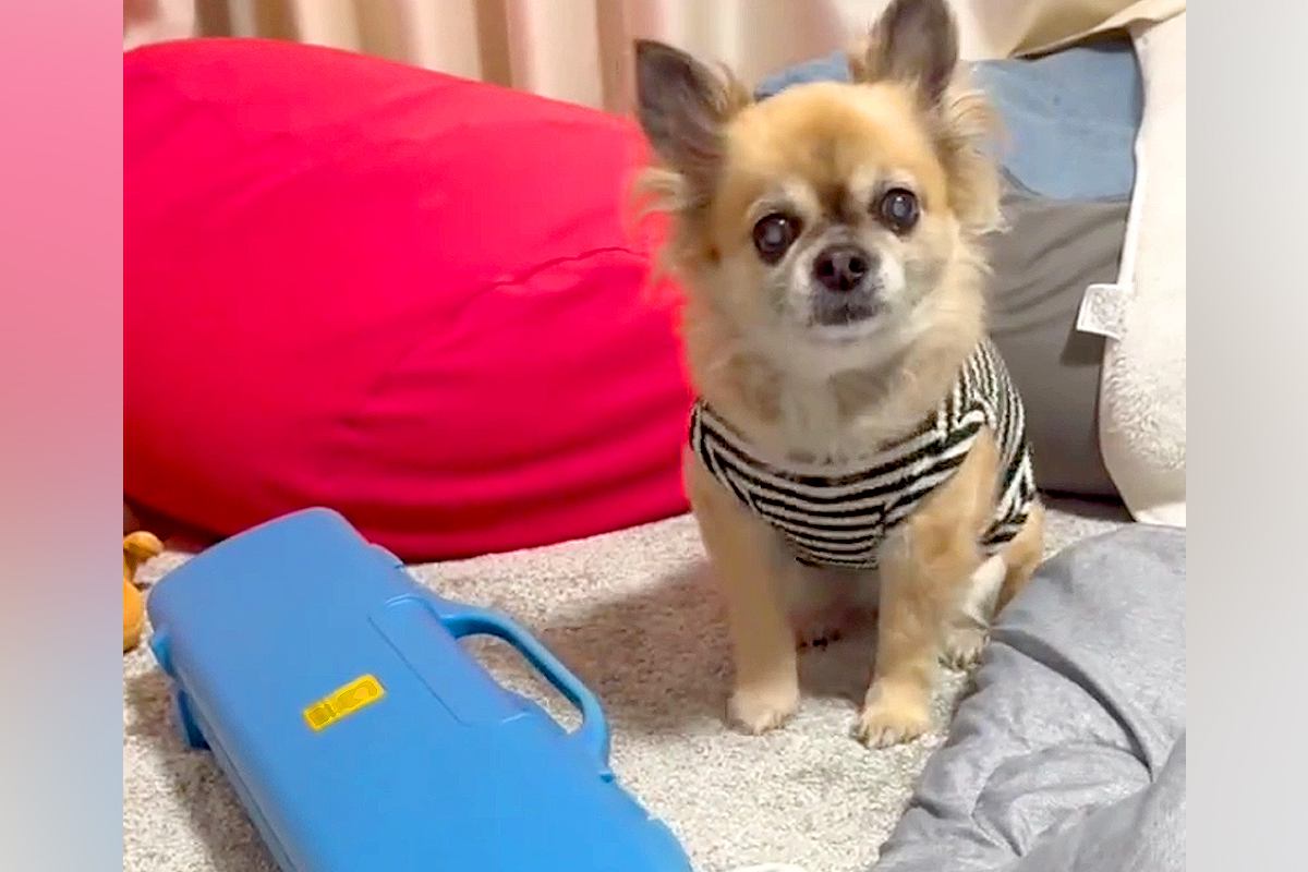 『ママ、鍵盤ハーモニカを吹いて』とおねだりする13歳の老犬→待ち切れない様子で…演奏中の『尊い光景』が34万再生「上手すぎ」「可愛い」
