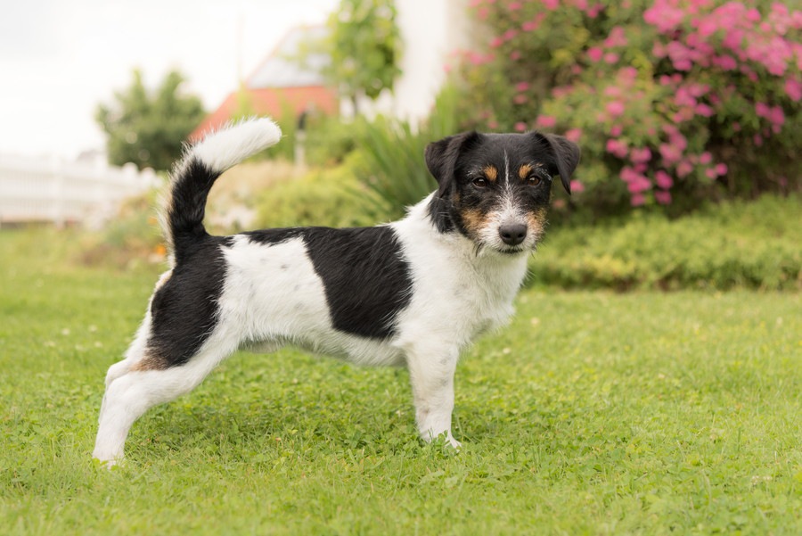 犬を放し飼いにする7つのリスク