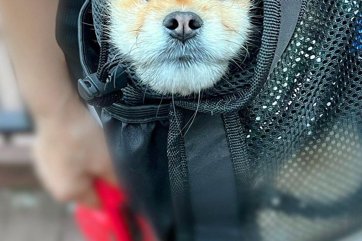 散歩中、カバンの中に入る犬→ふと様子を見てみたら『顔面』が…思っていたのと違う光景に爆笑「いい顔してて草」「こういう爺さんいるｗｗ」