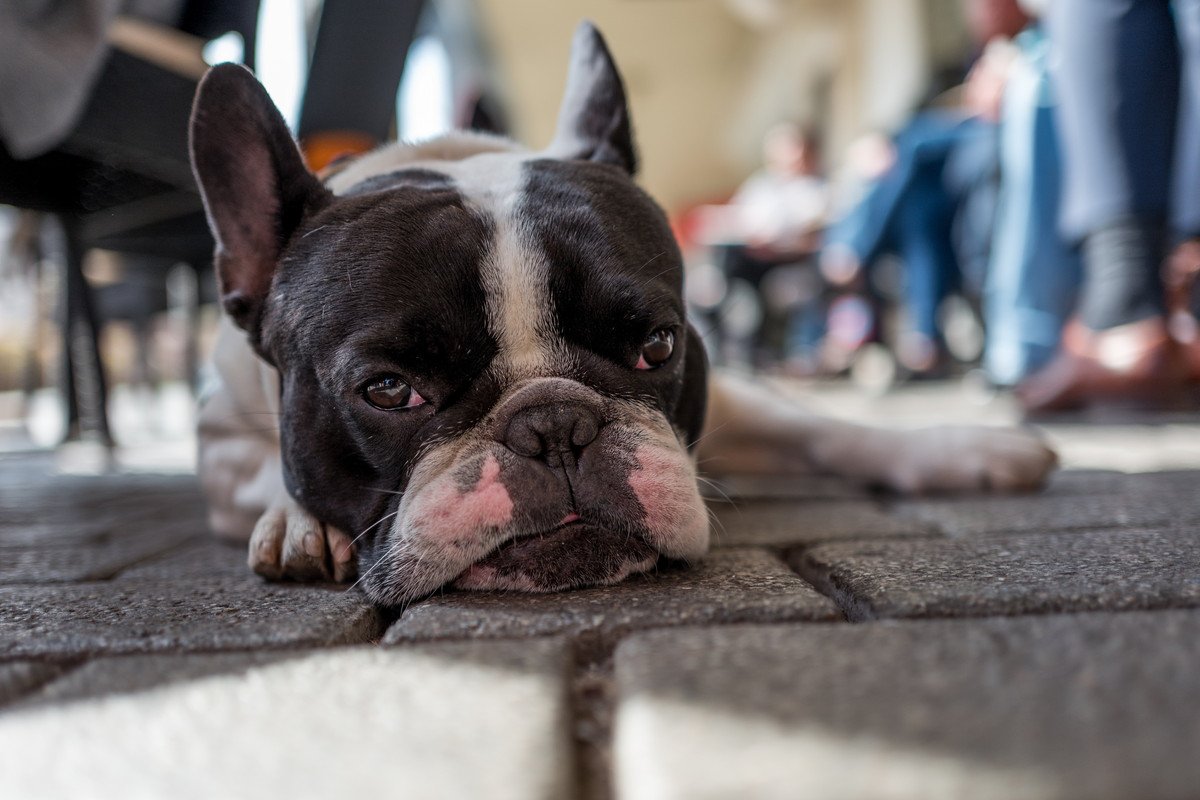 犬を『ファッションの一部だ』と勘違いしている人のNG行為4選