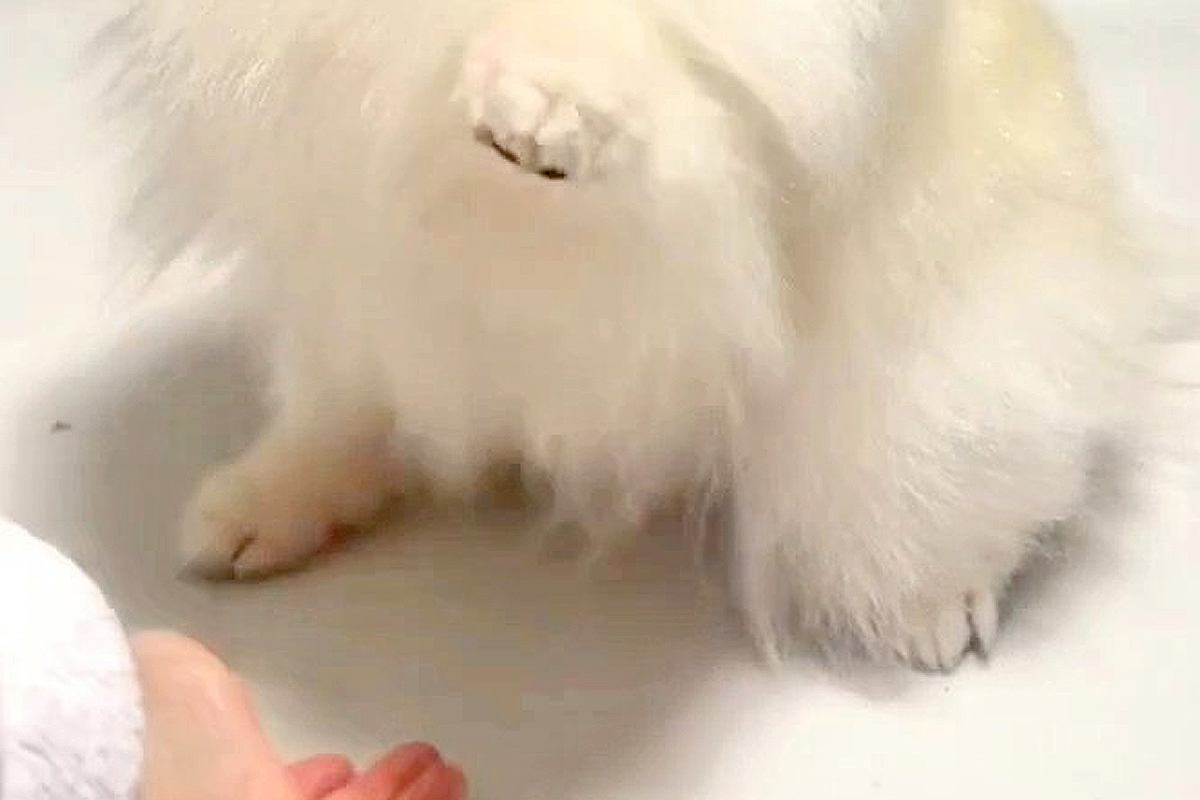 姪っ子に『ハイタッチ』を求められる犬→相手によっては…あまりにも違う『態度と表情』が10万表示「アイドルのオンとオフｗ」「格差あって草」