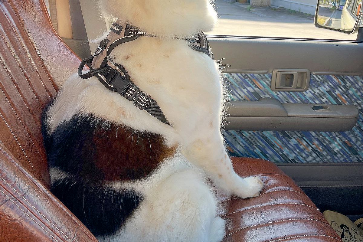 車の助手席に乗っている犬→途中で『病院に行くこと』に気づいた結果…徐々に『絶望する光景』が2万いいね「眼の光失ってて草」「顔の違いｗ」