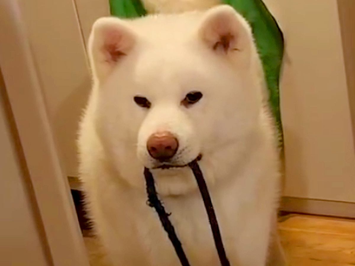 『ばあばにトマトを届けに行こう』と話していたら、秋田犬が…どうしても行きたくて見せた『まさかの行動』が62万再生「連れてってｗ」と爆笑