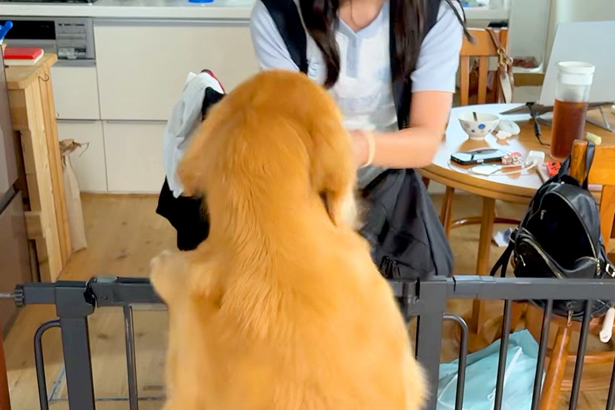 修学旅行から帰ってきた娘→再会した大型犬が『大喜び』しすぎて、当日の夜に…あまりにも尊い光景が14万再生「なんて幸せそう」「泣けてきた」