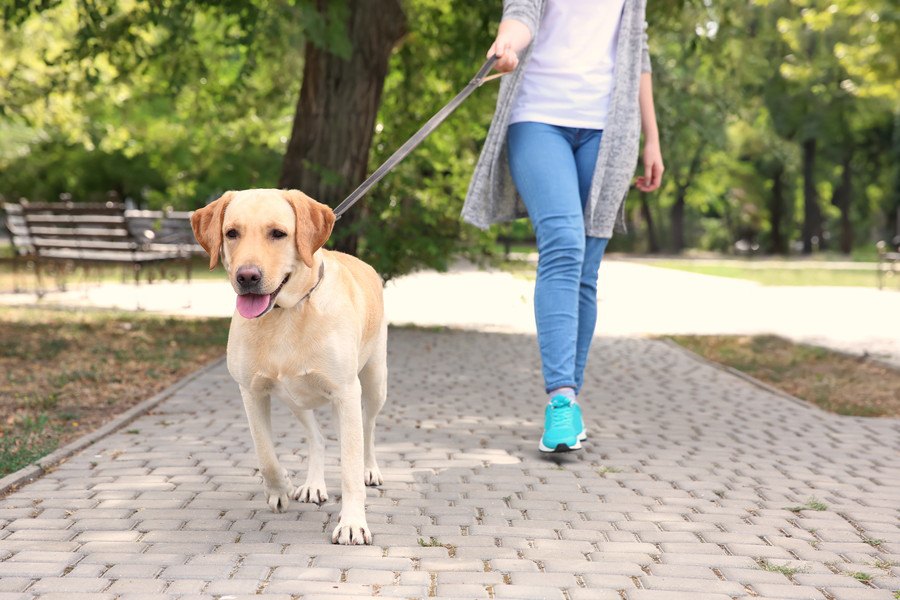 犬の飼い主は毎日のお散歩で合計どのくらい歩いてるの？実は年間730キロメートルも歩いてた！？