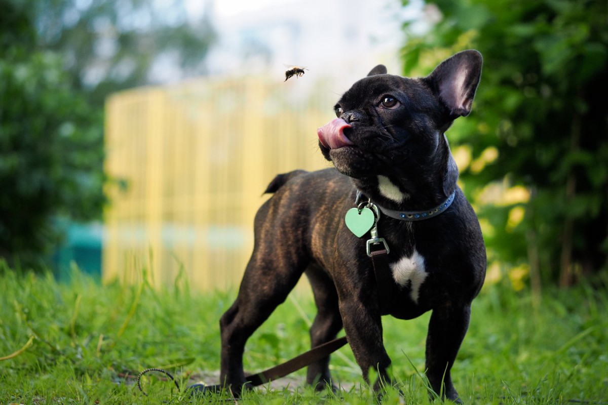 犬が飲み込むと危険な『虫』3選！すでに食べてしまっている時のサインや症状、対処法とは？