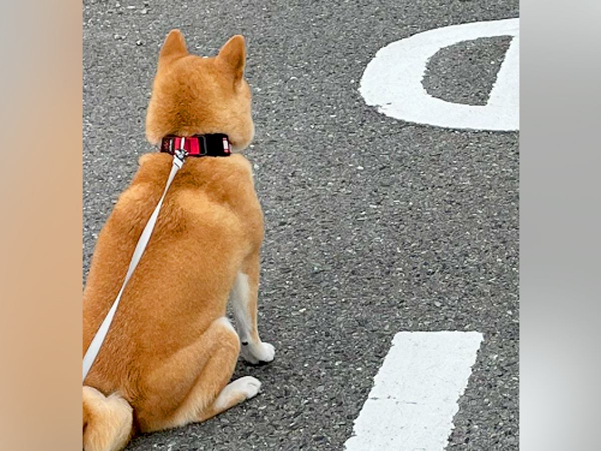 柴犬の散歩中に『別の柴犬と遭遇した』結果…思った以上に『ポケモンバトルすぎる光景』に1万いいね「かわいいｗｗ」「柴距離がｗ」と爆笑の声