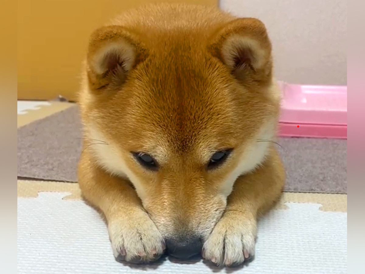 お散歩から帰った犬→突然悲しい表情を浮かべて…拗ねてしまった『まさかの理由』が愛おしすぎると375万再生「天使」「拗ね方かわいすぎ」