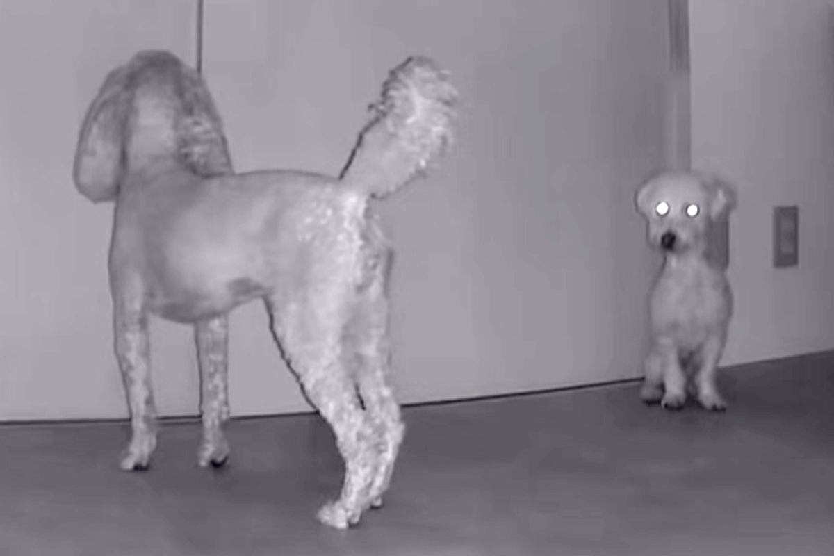 外出して5分間、留守番する犬たちをカメラで見てみたら…情報量が多すぎる『カオスな光景』が12万再生「犬型ルンバｗ」「デパートの屋上で草」
