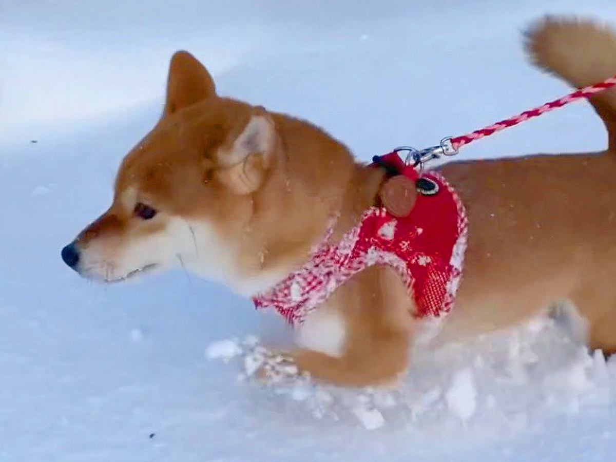 大好きな雪でたくさん遊んだ犬→家に帰ると暖房で…まるで人間のような『可愛すぎる行動』が5万再生「べスポジ探してるｗ」「幸せそう」と絶賛