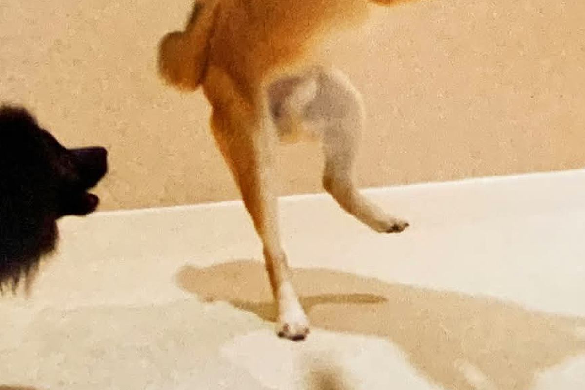 犬をペットホテルに預けた結果→『みんなと元気に過ごしてました』と写真が送られてきたので、確認すると…衝撃の一枚に1万いいね「北斗の拳で草」