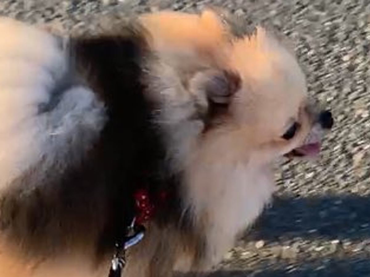 散歩中の犬が『何かに似ているな』と思ったら…美味しそうな見た目に3万いいね集まる「海苔巻かれてて美味しそうｗ」「磯辺揚げにも見える」