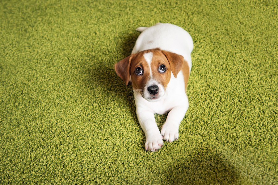 犬が叱られてる！と感じる飼い主の行動５つ