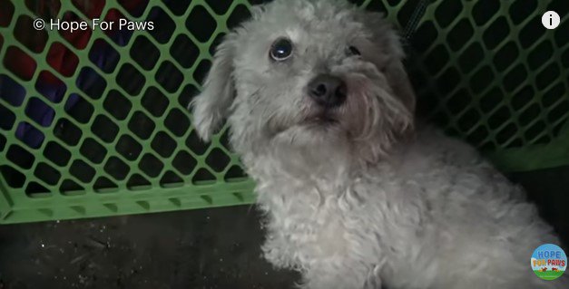 追い詰められ、リードをかけられた小型犬。なぜか態度を一変させて…！