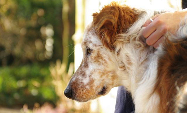 老犬と一緒に散歩する時に気を付けたい3つのこと