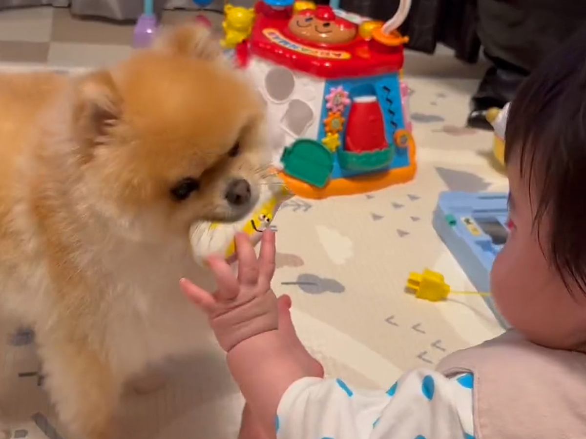 毎日赤ちゃんにおもちゃを届けている犬→いつも相手にしてもらえず…尊すぎる『気持ちが届いた瞬間』が37万表示「良かったね」「絆が深まった」