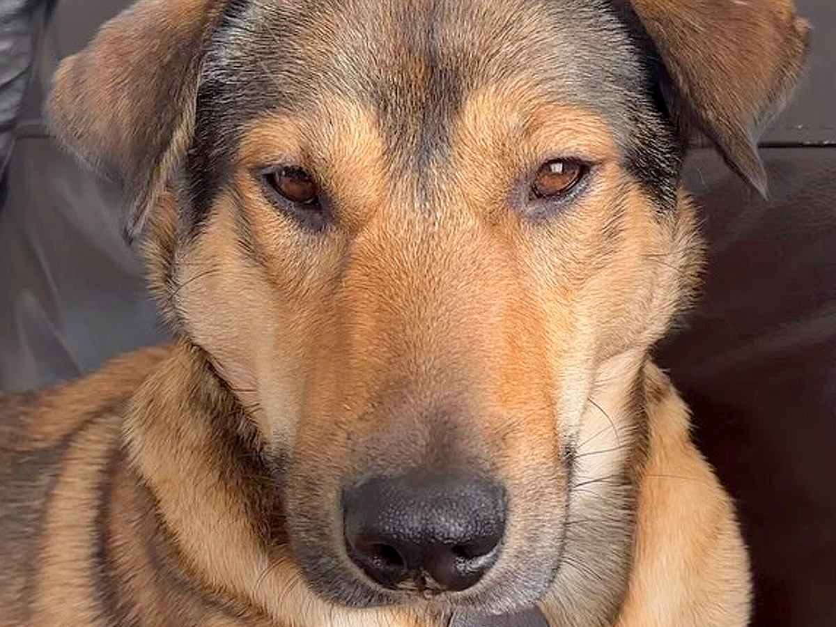 近づくだけでビクビク怯えていた保護犬→4ヶ月後に見せた『想像もできなかった光景』が17万再生「愛の賜物」「幸せそうで泣ける」と称賛