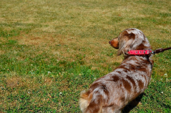 犬の椎間板ヘルニアの症状と原因、治療法や予防、かかりやすい犬種について