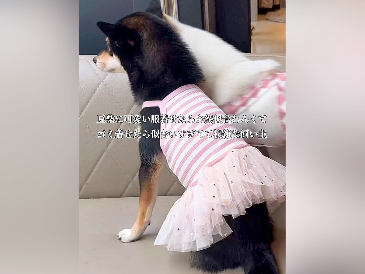 5000円の可愛い服が似合わない犬→ふと『お米の袋』を着せてみた結果…『まさかの光景』が147万再生「最高ｗ」「しっくりきてて草」と爆笑
