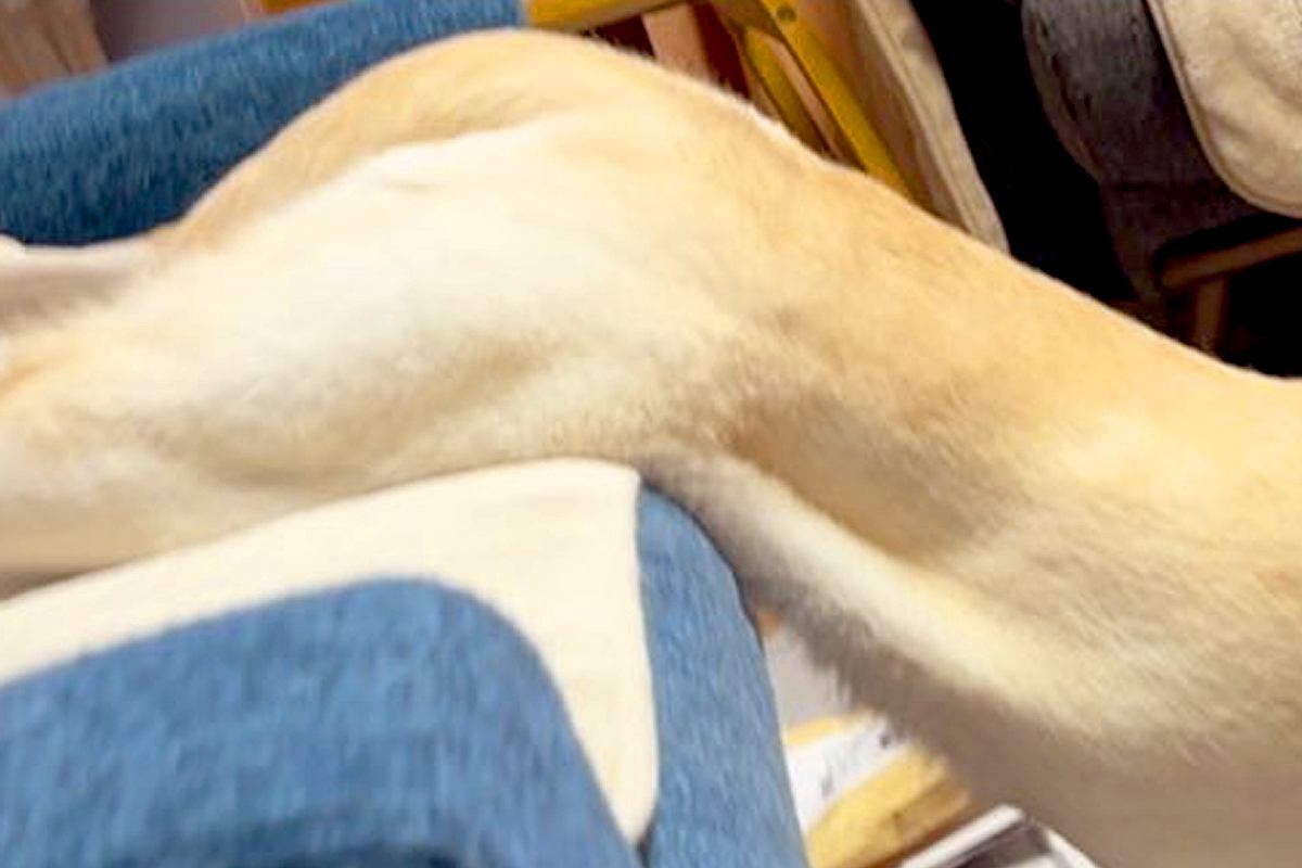 海外ユーザーに『ダリの名画』と呼ばれた大型犬→納得せざるを得ない『まさかの光景』が105万表示「可愛いｗｗ」「溶けてる」と共感と絶賛の声