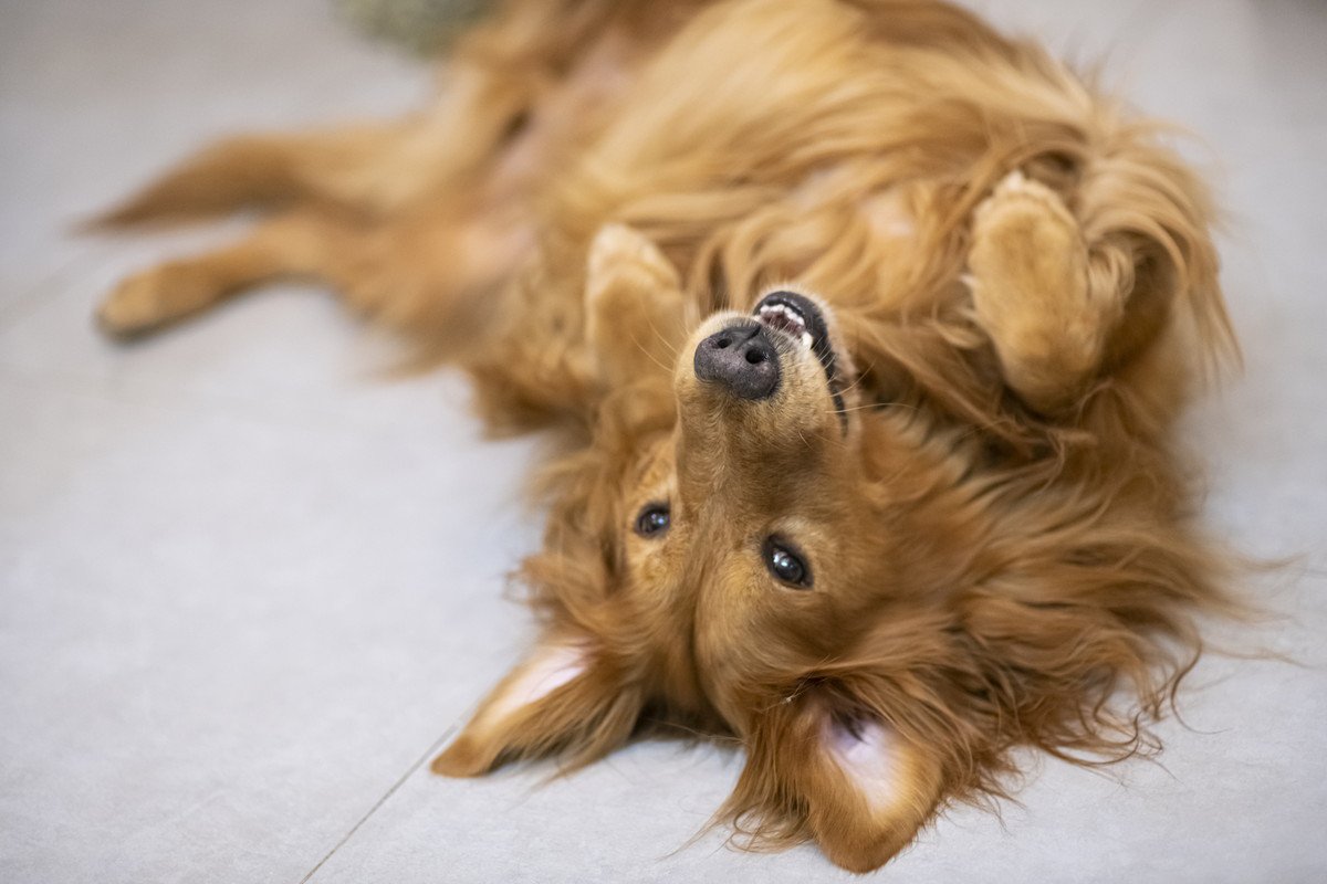 気付いてあげて♡犬が飼い主を喜ばせようとしている『5つの行動』