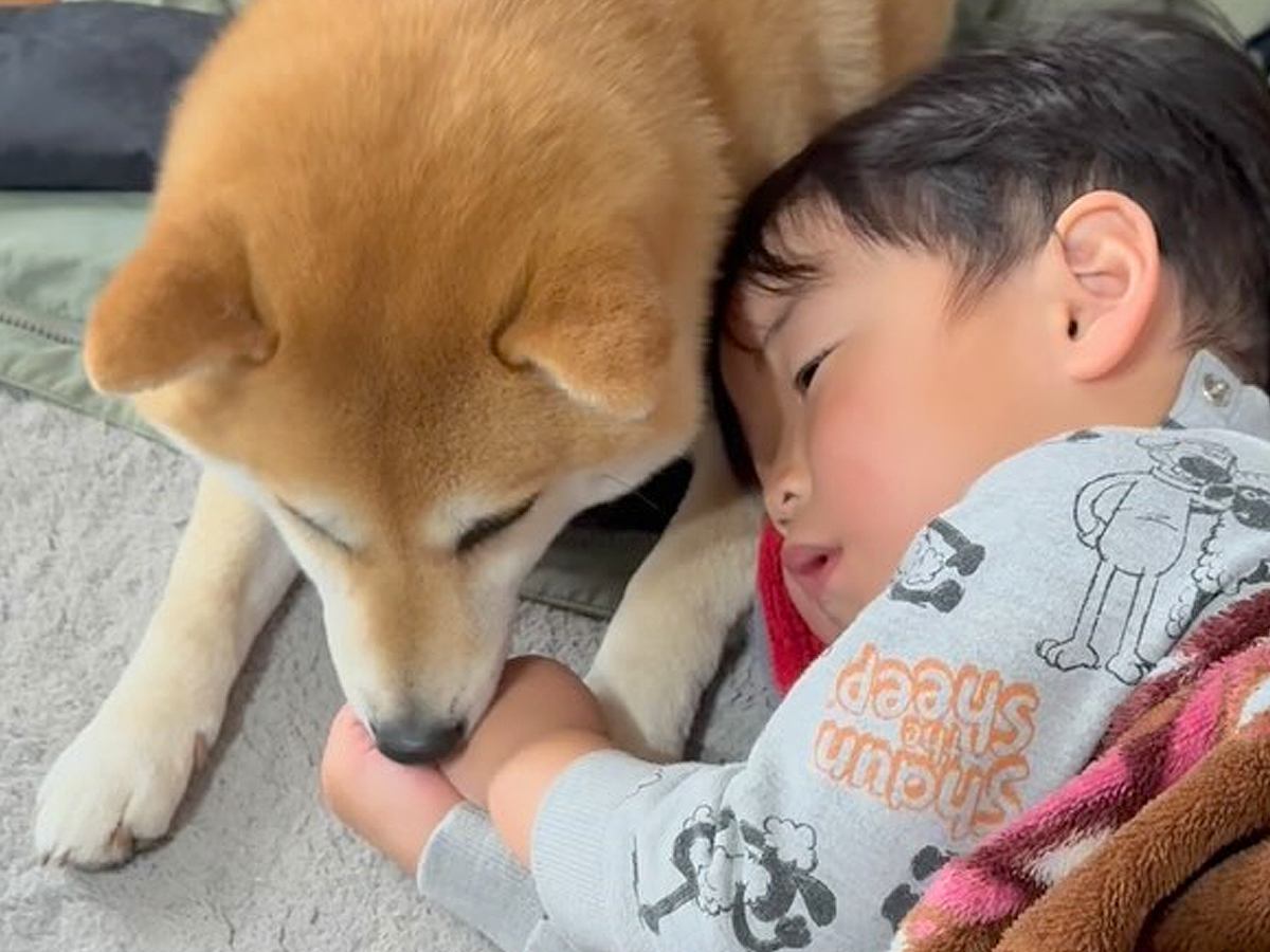 2歳の男の子が高熱に苦しんでいたら、犬が…思った以上に『心配そうに見守る光景』が25万再生「辛いの分かるんだ」「優しくて素敵」と称賛