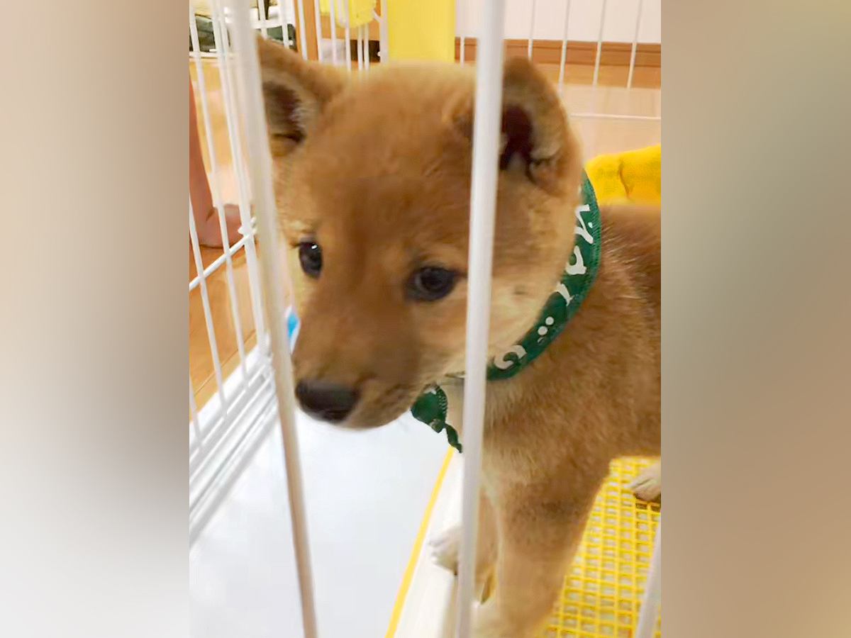 『小さくてかわいい豆柴を飼った』と思っていたら…想定を大幅に超えた『まさかの成長』に反響「立派で可愛い」「うちも同じｗ」共感の声も