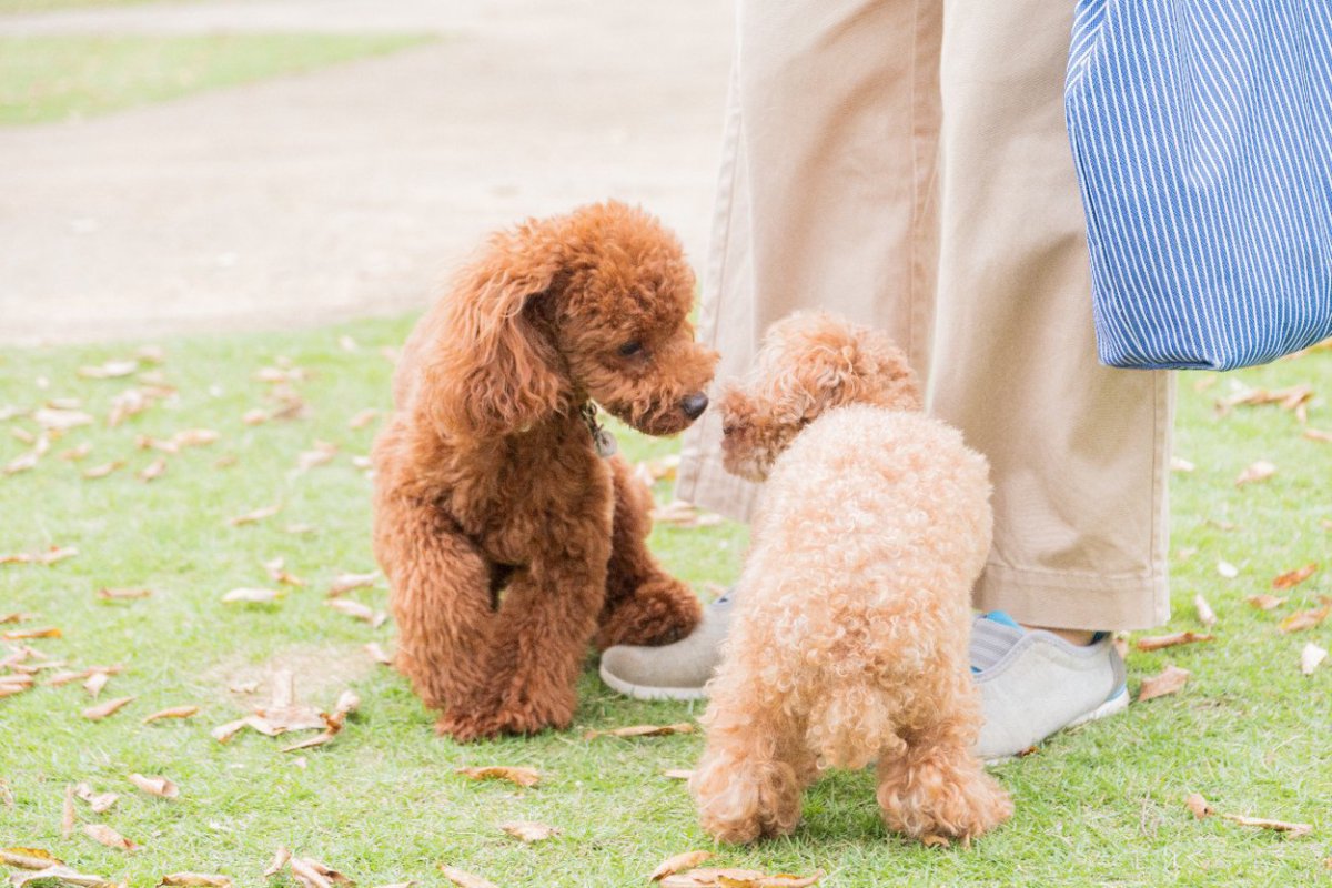 あなたの犬は大丈夫？『犬見知りな犬』の3つの行動