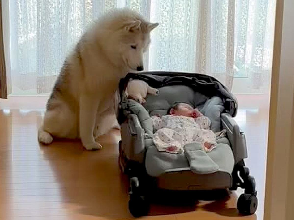 カートの赤ちゃんを見守っていた大型犬→誰も居ない時に…こっそりしていた『衝撃的な行動』が276万再生「オチｗ」「我慢してたのねｗ」と爆笑