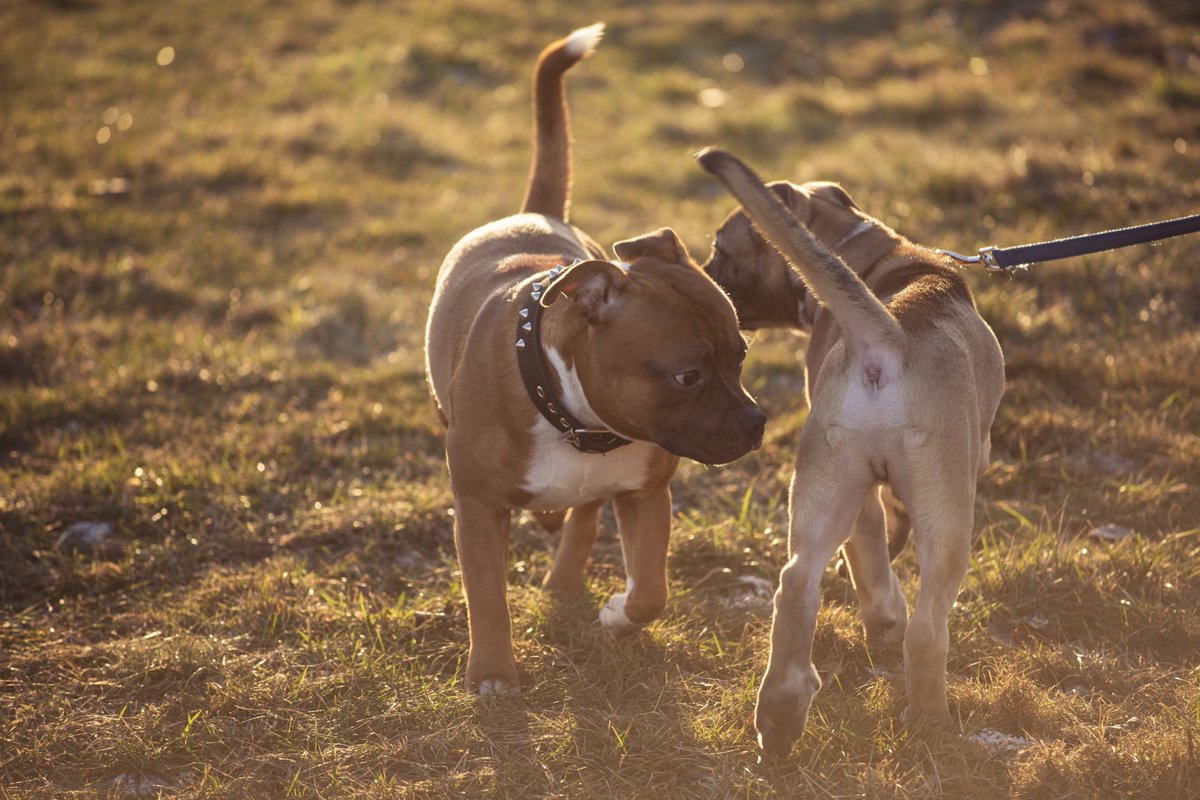 手に負えなかった愛犬が、お散歩デビューで大変身！