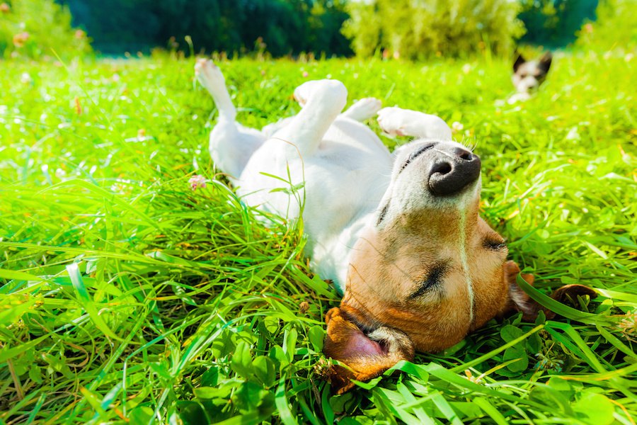 知っておこう！犬が葉や枝を食べる行為についての危険性