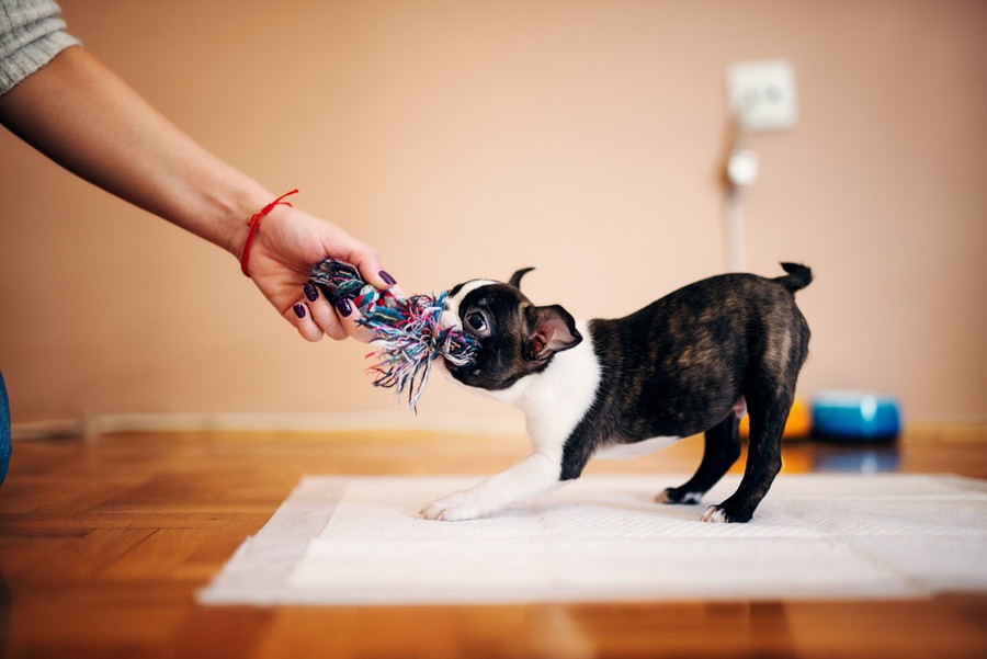 子犬との正しい遊び方3つ