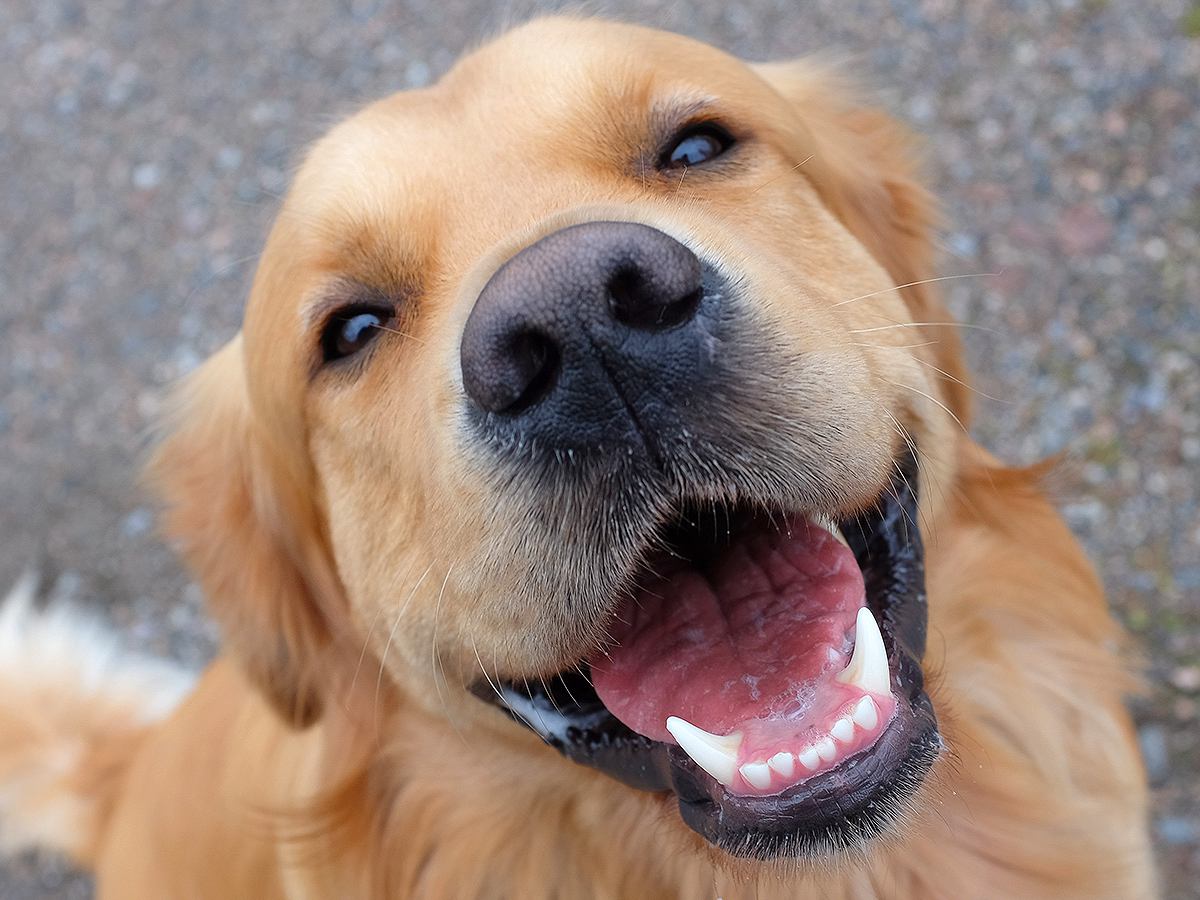 犬が『幸せ』かどうかを判断する方法５選　どんなときに嬉しい気持ちになるの？日常に満足してもらうコツまで