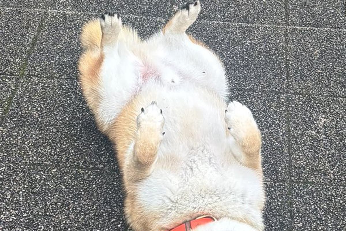 雨の日に『水が嫌いな柴犬』が散歩をした結果→『すぐ帰るかな』と思いきや…まさかの光景に10万いいね「悟り開いてて草」「強い意志感じるｗ」