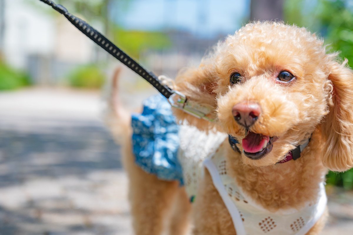 小型犬はどれくらい散歩に行けばいいの？頻度や時間は？おすすめの方法まで解説