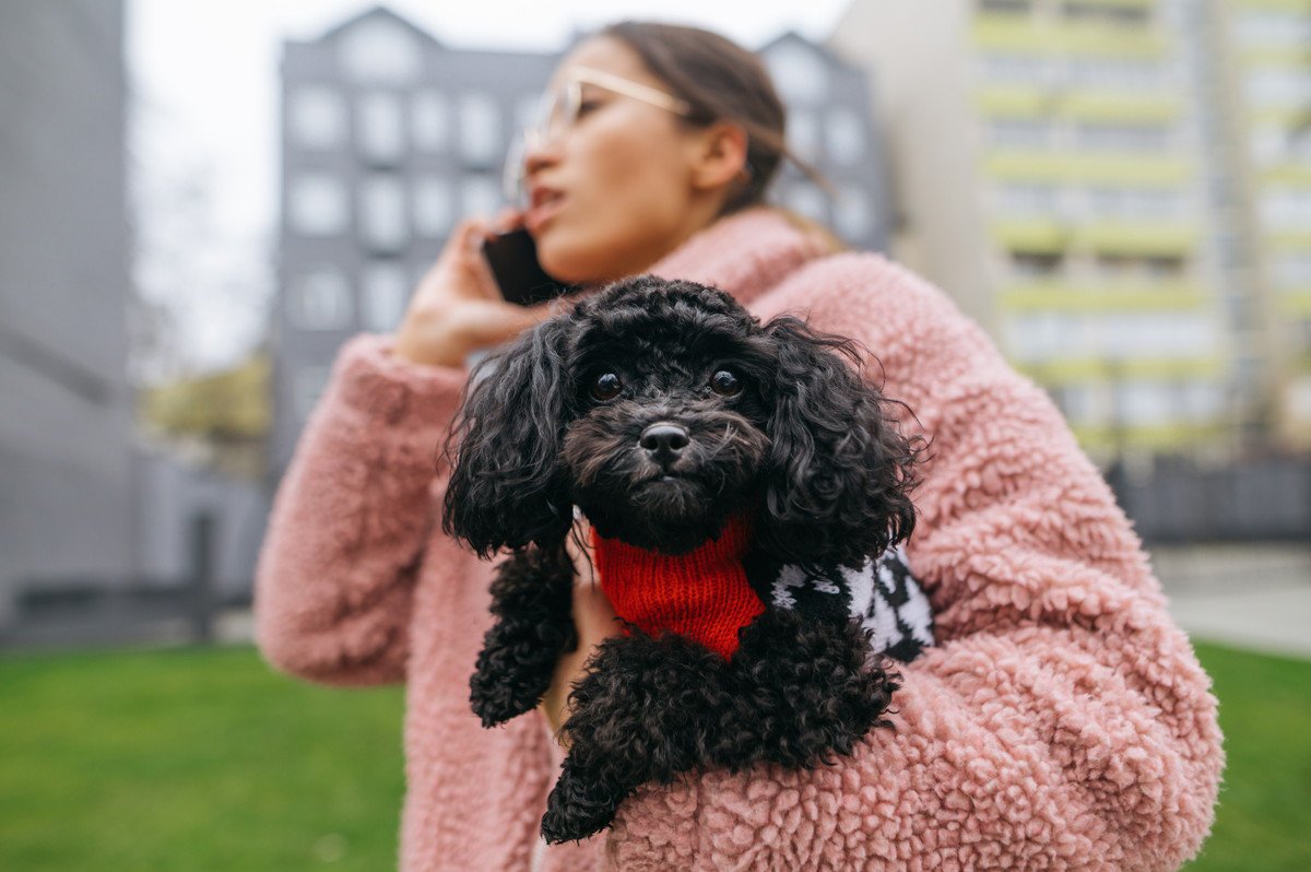 【NG】犬の散歩で『歩きスマホ』をしてはいけない理由5つ